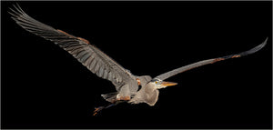 Great Blue Heron in flight