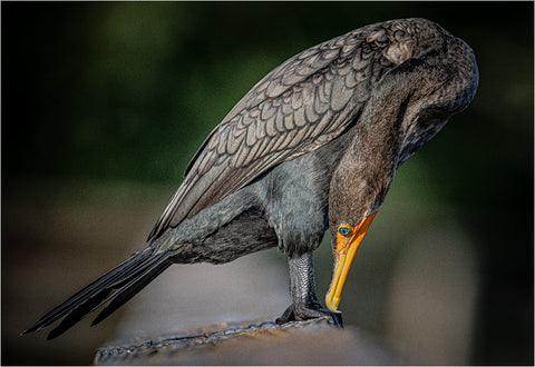 Double crested cormorant