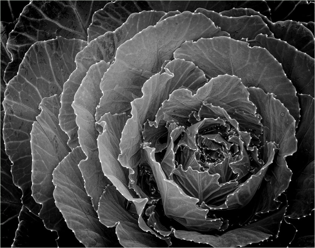 Sparkling Cabbage