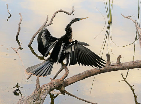 Anhinga