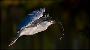 Black Crowned Night Heron