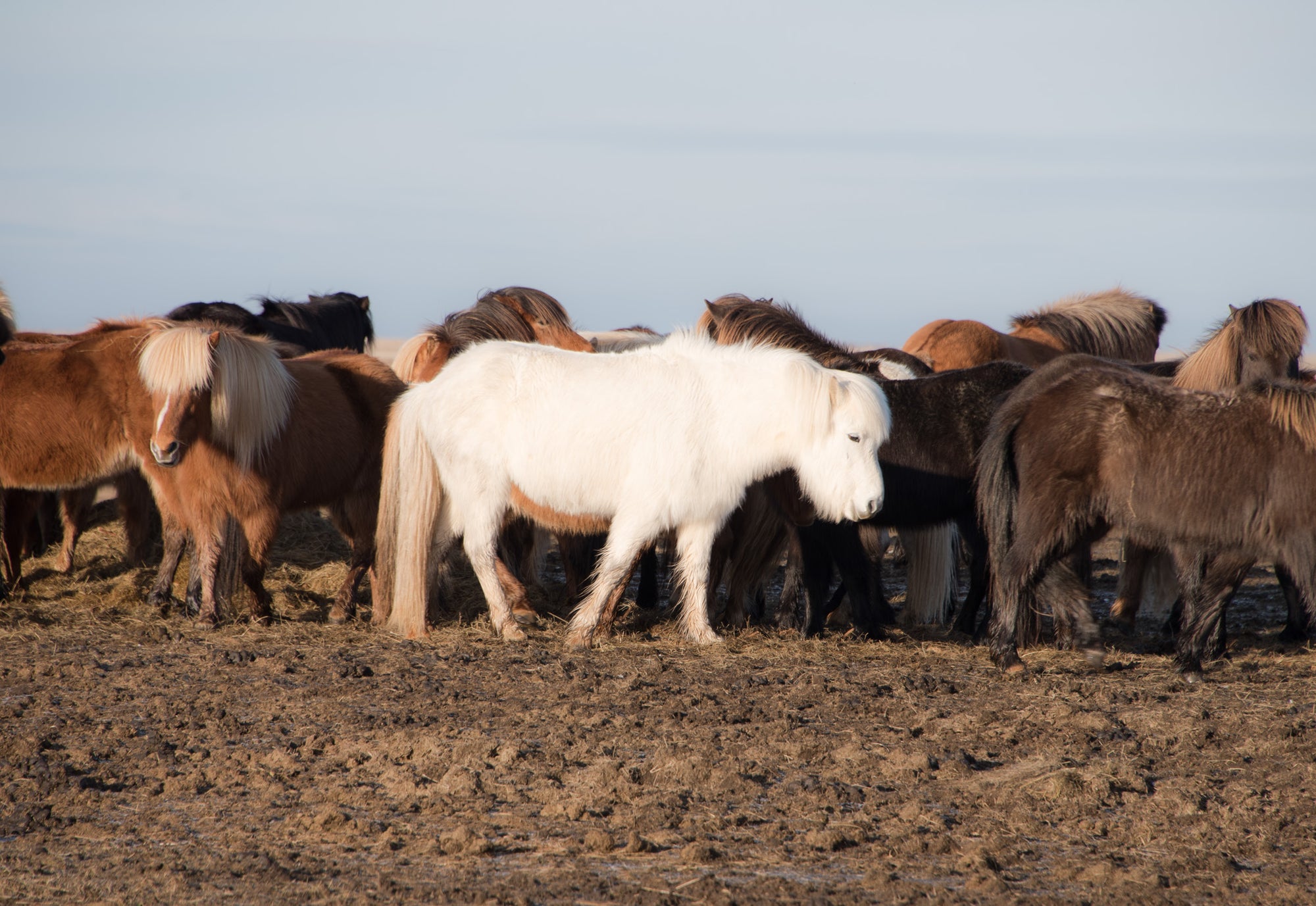 The Beauty of Difference; Icelandic Horses