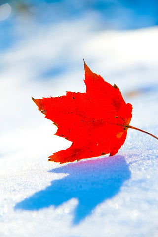 Canadian Maple Leaf