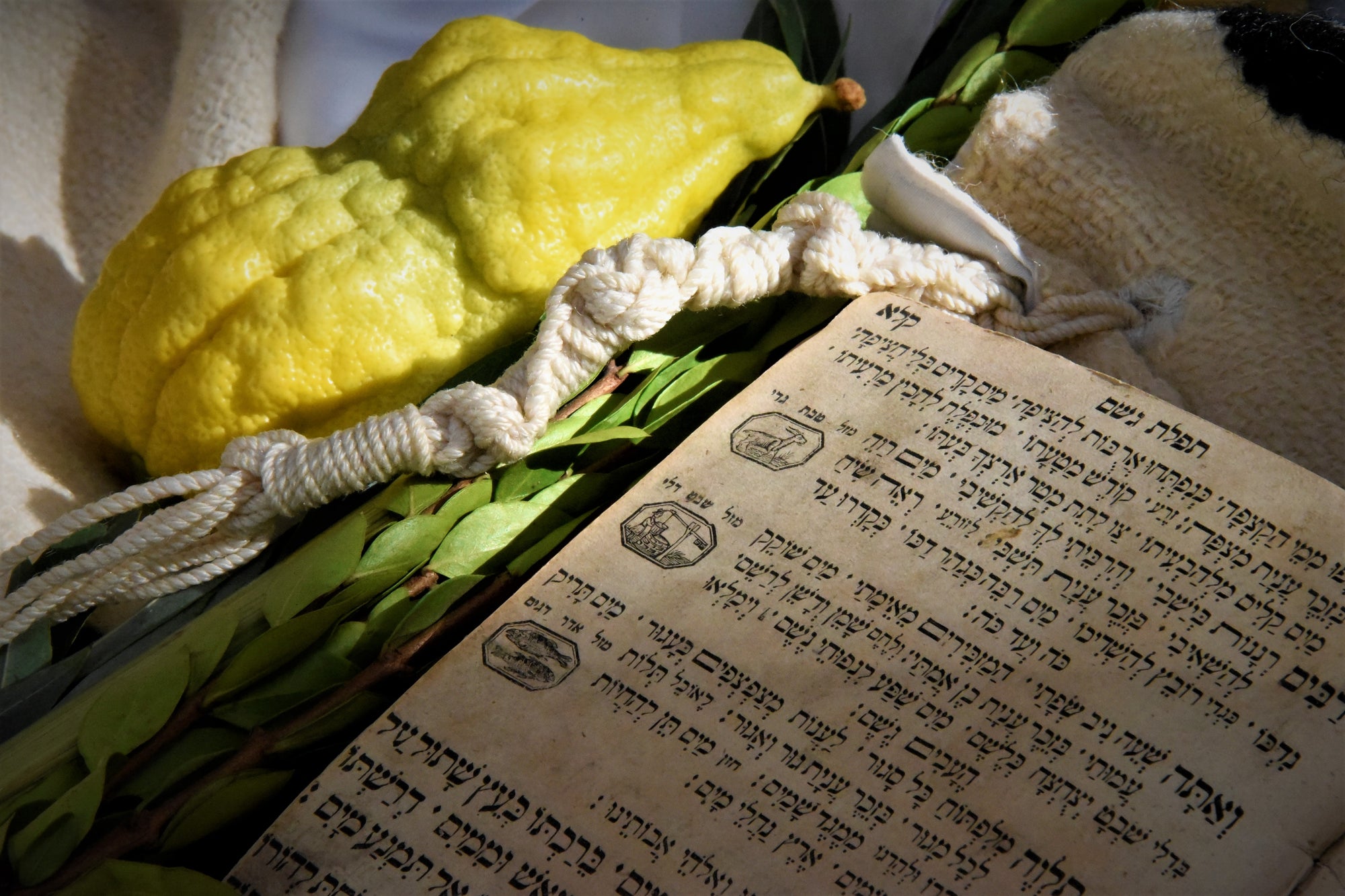 Etrog and prayer for rain