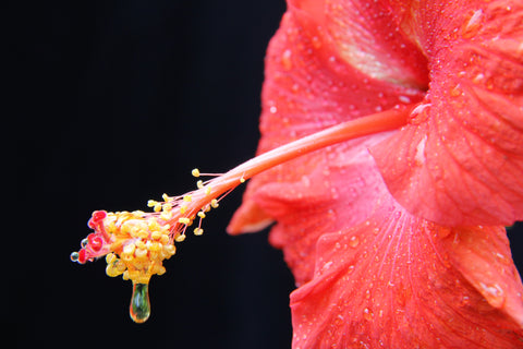 Raindrop On Hibiscus Flower