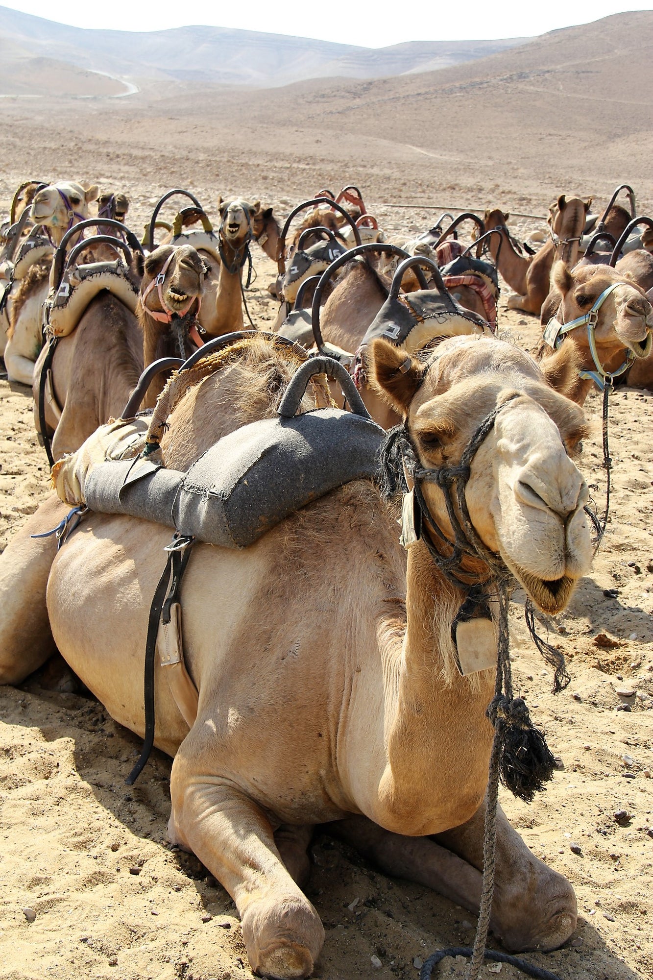 Ships of the dessert, Isreal