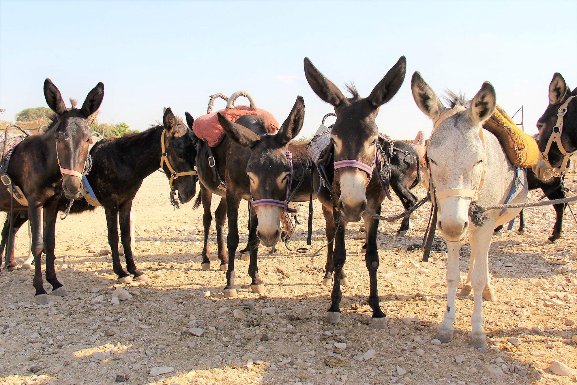 Donkeys, Arab villages